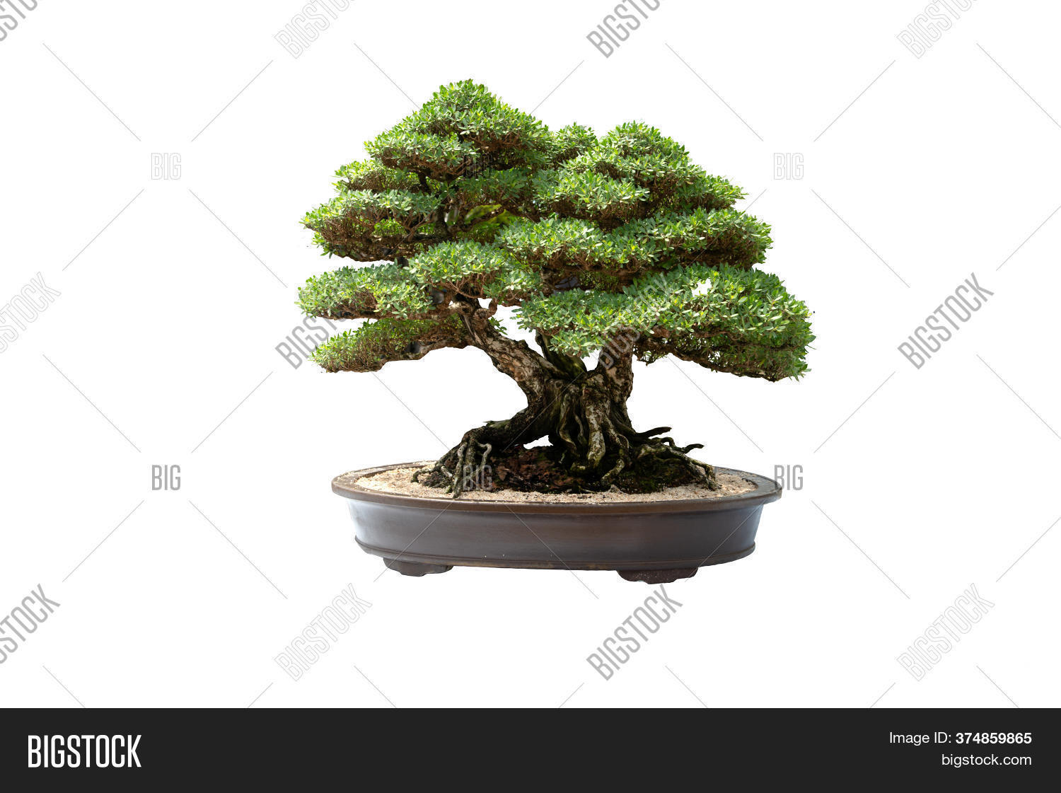 Small Bonsai Tree Image & Photo (Free Trial) Bigstock