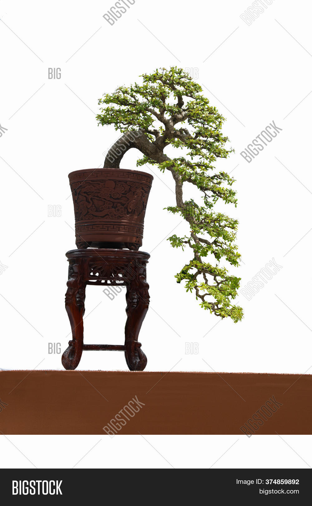 Small Bonsai Tree Image & Photo (Free Trial) Bigstock