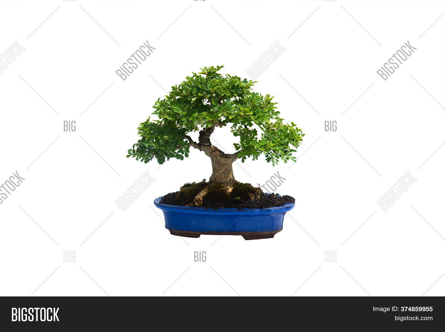 Small Bonsai Tree Image & Photo (Free Trial) Bigstock