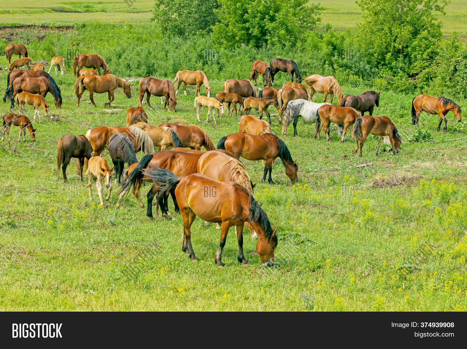 Herd Horses Graze On Image & Photo (Free Trial) Bigstock