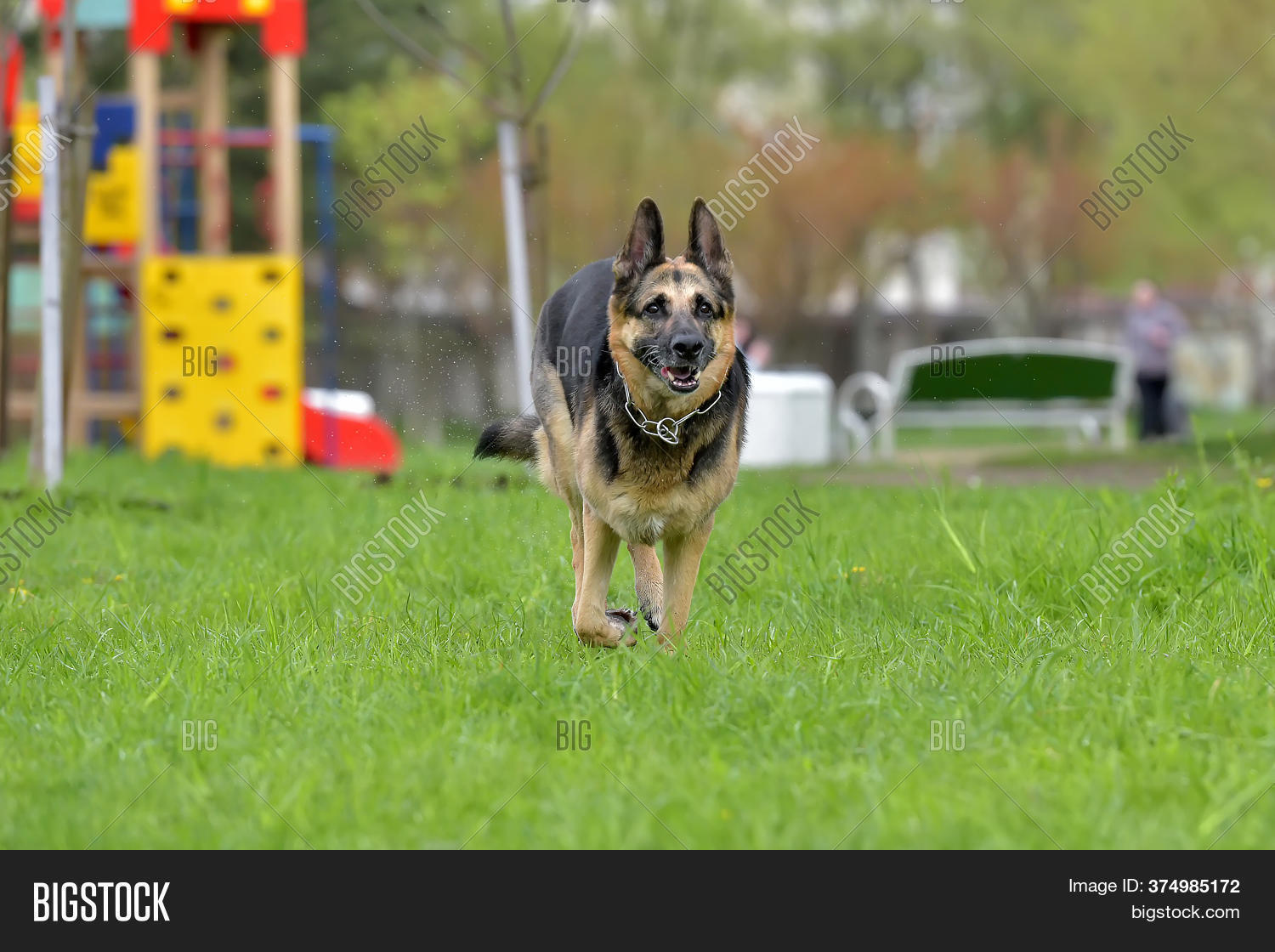 Oldest German Shepherd Image & Photo (Free Trial) Bigstock