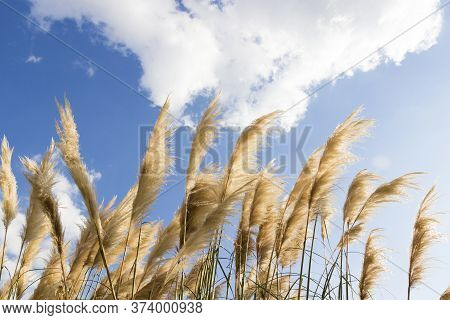 A Fluffy Reed Panicles Glowing In The Sun Against Blue Sky. Yellow Thickets Of Dry Reeds On The Wind