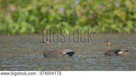 Wild birds are moving on the lake in their habitat from our beautiful nature .