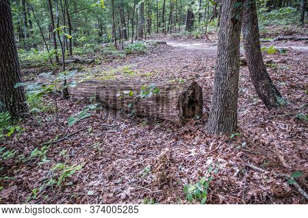 A Fallen Tree Log Decaying And Rotting Laying Alongside The Trail In The Forest Surrounded By Leaves