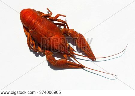 One Weld Cancer On A White Background. Top View.