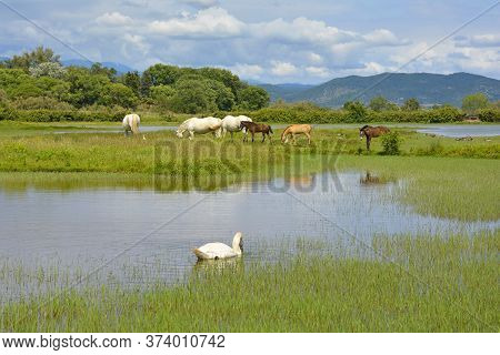A White Swan Swimming In The Waters Of The Isola Della Cona Wetland Nature Reserve In Friuli-venezia