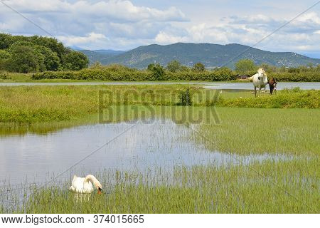 A White Swan Swimming In The Waters Of The Isola Della Cona Wetland Nature Reserve In Friuli-venezia