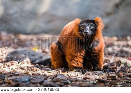 Portrait Of A Funny Brown Lemur Showing A Tongue.