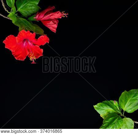 Red Hibiscus Flowers Laying On The Dark Background.