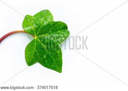 Simple Green Leaf With Drops Of Water.
