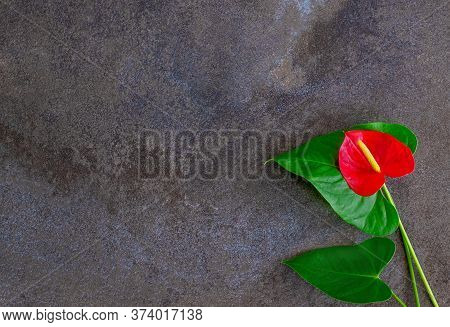 Natural Dark Gray Marble Texture Background With Red Anthurium Flower.