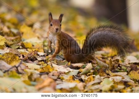 Squirrel