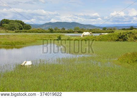 A White Swan Swimming In The Waters Of The Isola Della Cona Wetland Nature Reserve In Friuli-venezia