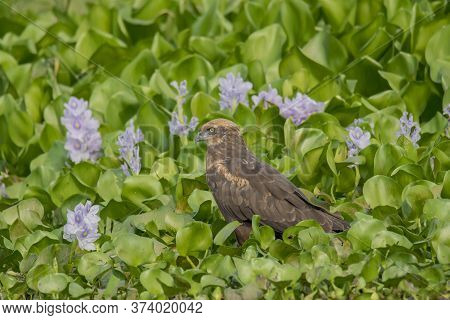 A wild bird on the green water plants .