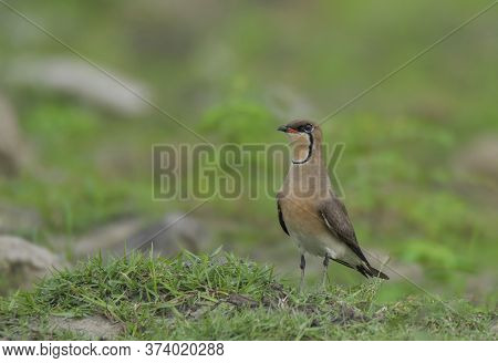 A wild bird moving in a green field in his natural habitat .