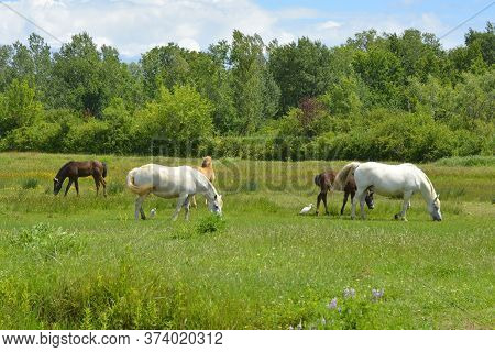 Wild Horses And Foals Graze In The Isola Della Cona Wetland Nature Reserve In Friuli-venezia Giulia,