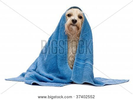 Vlhký krém Havanese pes po koupeli