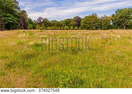 Meadow With Small Yellow Wildflowers, Wild Grown Grass And Abundant Trees In Kasteelpark Elsloo Park