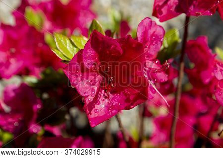 Macro Detail Red Azalea Japonica With Dew Drops On A Garden