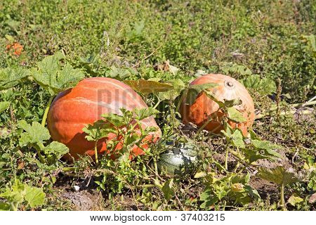 Pumpkins