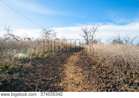Dirt Track Leading Through Dry And Dead Vegetation Covering Volcanic Scoria Scattered Ground On Big 