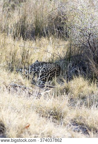 A Big Cheeta Sleeping In The Grass