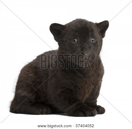 Jaguar kölyök, 2 hónapos, oroszlánt, ülő fehér háttér