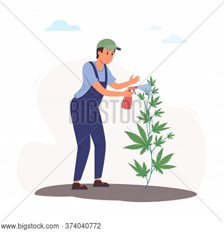 A Worker Sprays A Cannabis Bush From A Spray Bottle With A Solution Of Pests. Vector Illustration Of