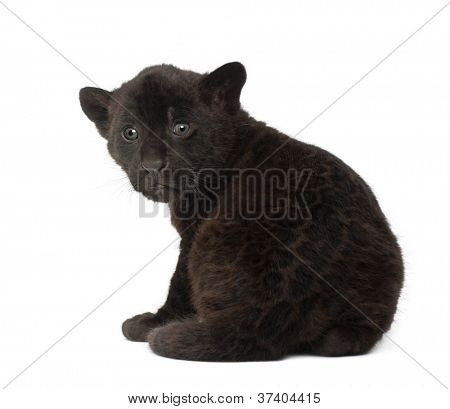Jaguar kölyök, 2 hónapos, oroszlánt, ülő fehér háttér