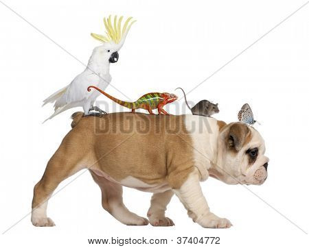 Angol Bulldog kiskutya, 2 hónapos, tukán, kaméleon, patkány és pillangó gyaloglás ellen w