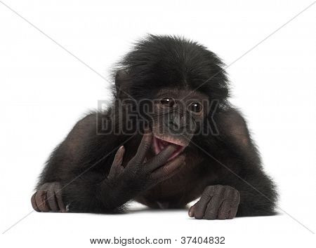 Baby Bonobo, Pan Paniscus, 4 Monate alt, liegend vor weißem Hintergrund