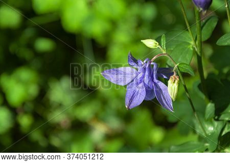Close Up Of An Aquilegia Canadensis Or Blue Columbine In Full Bloom