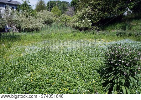 Common Comfrey [symphytum Officinale], Also Called True Comfrey, Blooms Among Creeping Buttercup (ra