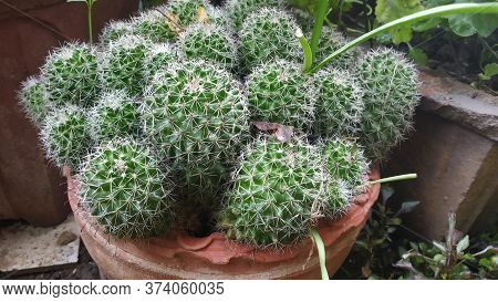 Indian Countryside Cactus Plant In Bucket In Monsoon Season