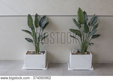 Exotic Strelitzia Reginae Or Bird Of Paradise House Plant In Pot Isolated.