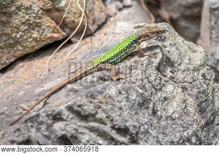 Green Lizard Crawling On A Stone Cliff. The European Green Lizard Lacerta Viridis Is A Large Lizard 