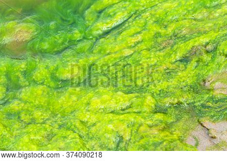 Green Slime From Algae In Lake On Natural Light.