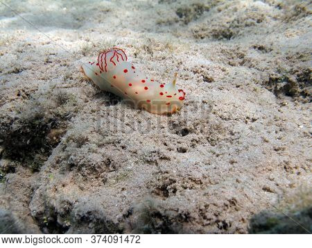 Nudibranchia. Mollusks, Type Mollusca. Nudibranch Mollusks - Nudibranchia. Chromodorids - Chromodori