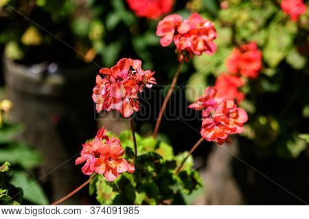 Group Of Vivid Red Pelargonium Flowers (commonly Known As Geraniums, Pelargoniums Or Storksbills) An