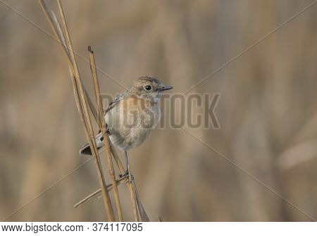 A small wild bird on the branch of a tree .