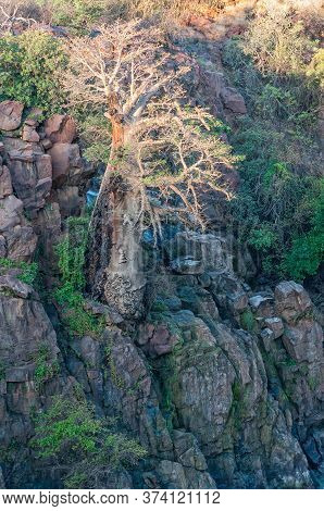 A Baobab Tree On The Side Of A Cliff At The Epupa Falls In Namibia