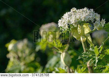 Giant Dangerous Allergic Hogweed Plant Growing In The Field. Poisonous Heracleum Grass Inflorescence