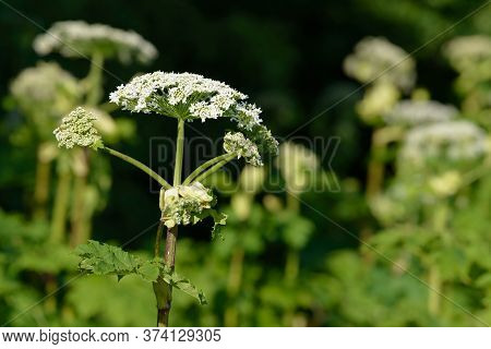 Giant Dangerous Allergic Hogweed Plant Growing In The Field. Poisonous Heracleum Grass Inflorescence