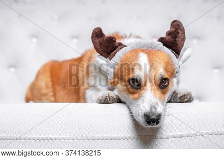 Close Up Portrait Of Erious Corgi Dog Wearing Funny Hat With Deer Horns Lies On A White Sofa At Home