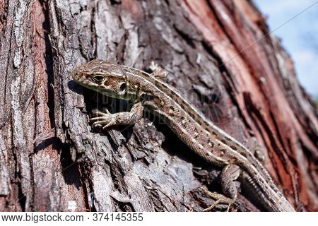 Green Forest Lizard, Sitting On A Tree. Wild Lizard Green. A Brown-green Lizard Sits On A Tree. Zoot