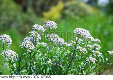 Bush Of Alyssum Flower With White And Violet Petals In Flowerbed In Park Or Garden, Horizontal Close