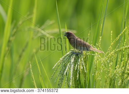 A small wild bird on the the paddy tree .