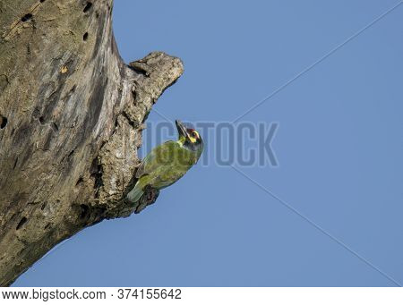 A small wild bird on the tree .