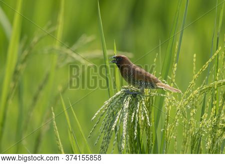 A small wild bird on the paddy tree .