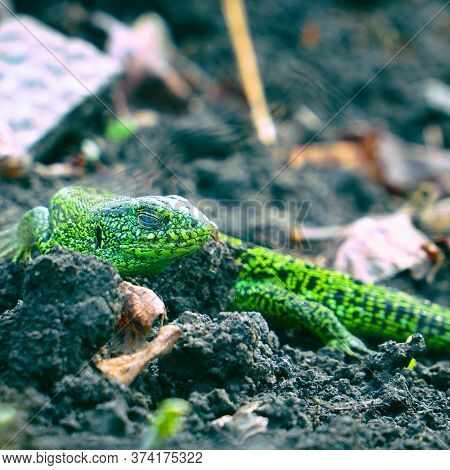 Portrait Of A Small Green Lizard On The Ground. Selective Focus